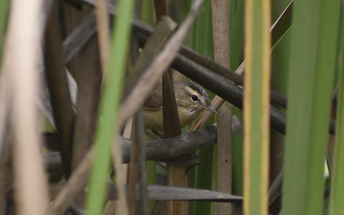 Black-browed Reed Warbler - ML428736061