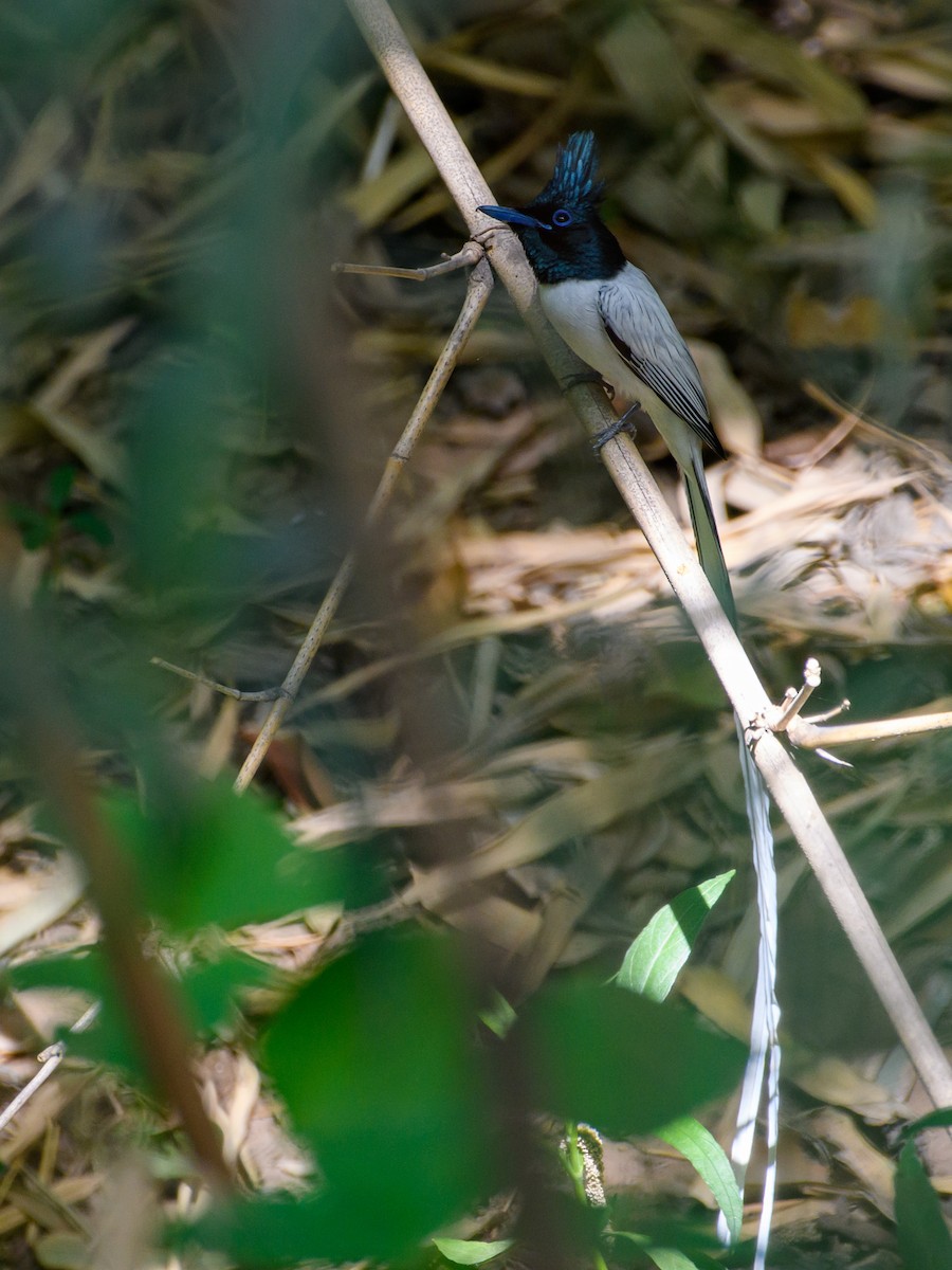 Indian Paradise-Flycatcher - ML428736211