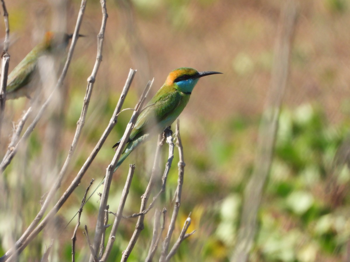 Asian Green Bee-eater - ML428737621