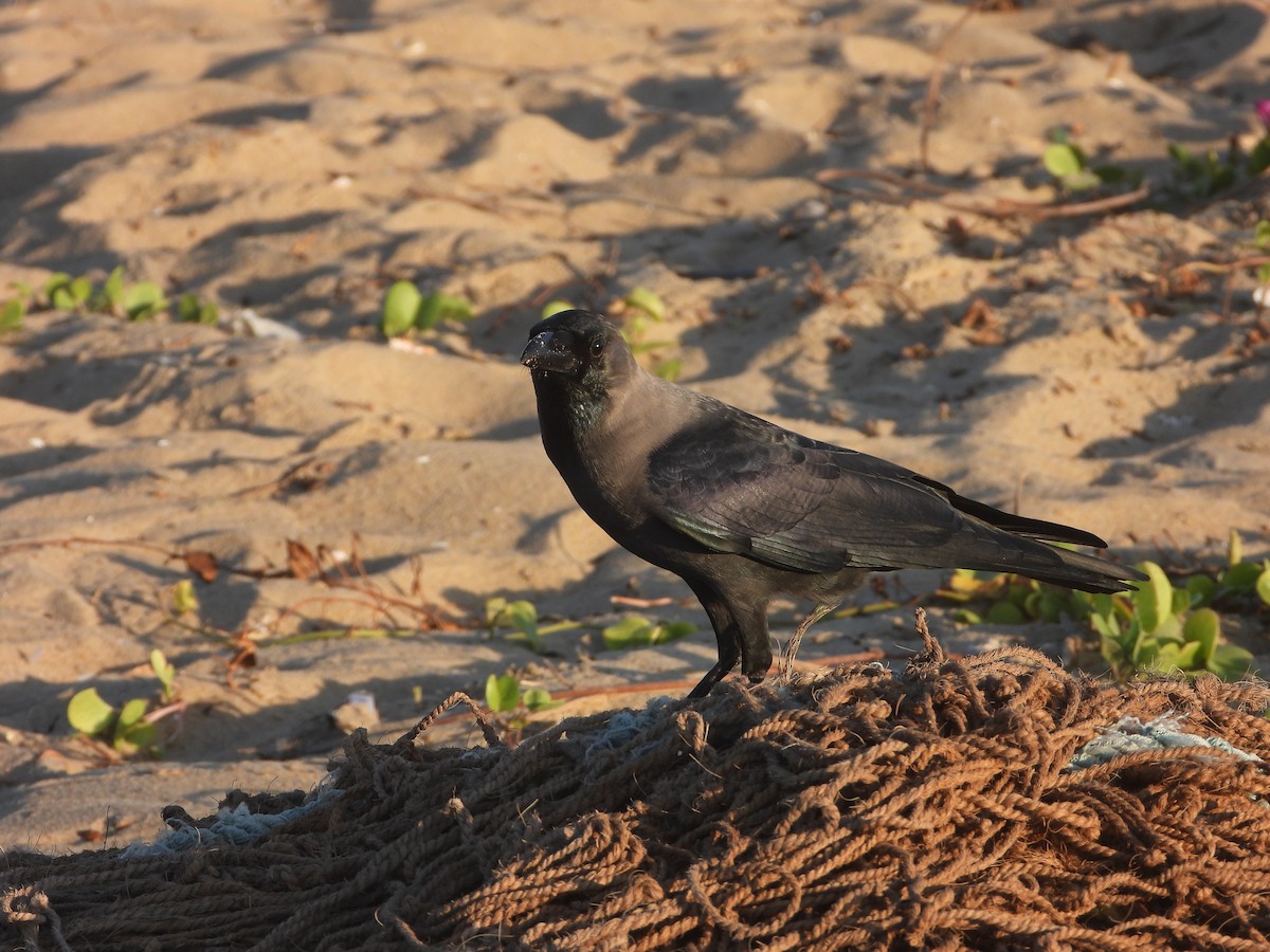 House Crow - ML428737721