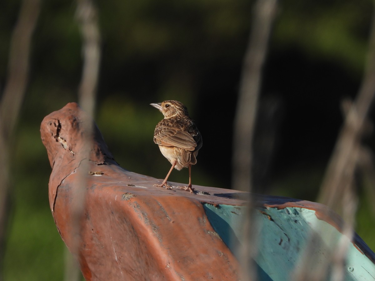 Jerdon's Bushlark - ML428737741
