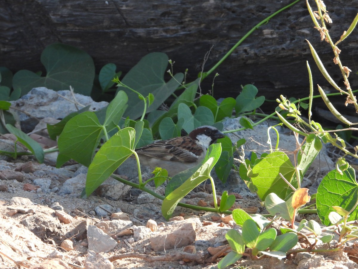 House Sparrow - ML428737761