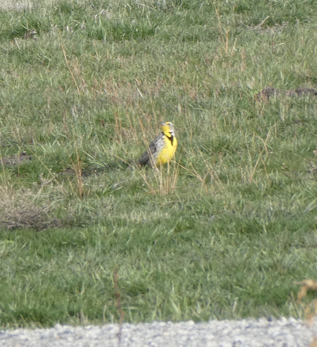 Western Meadowlark - ML428739161