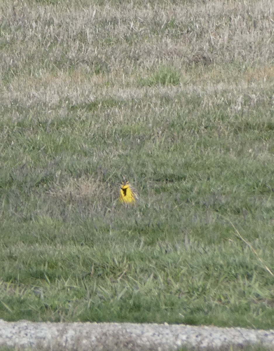 Western Meadowlark - ML428739181