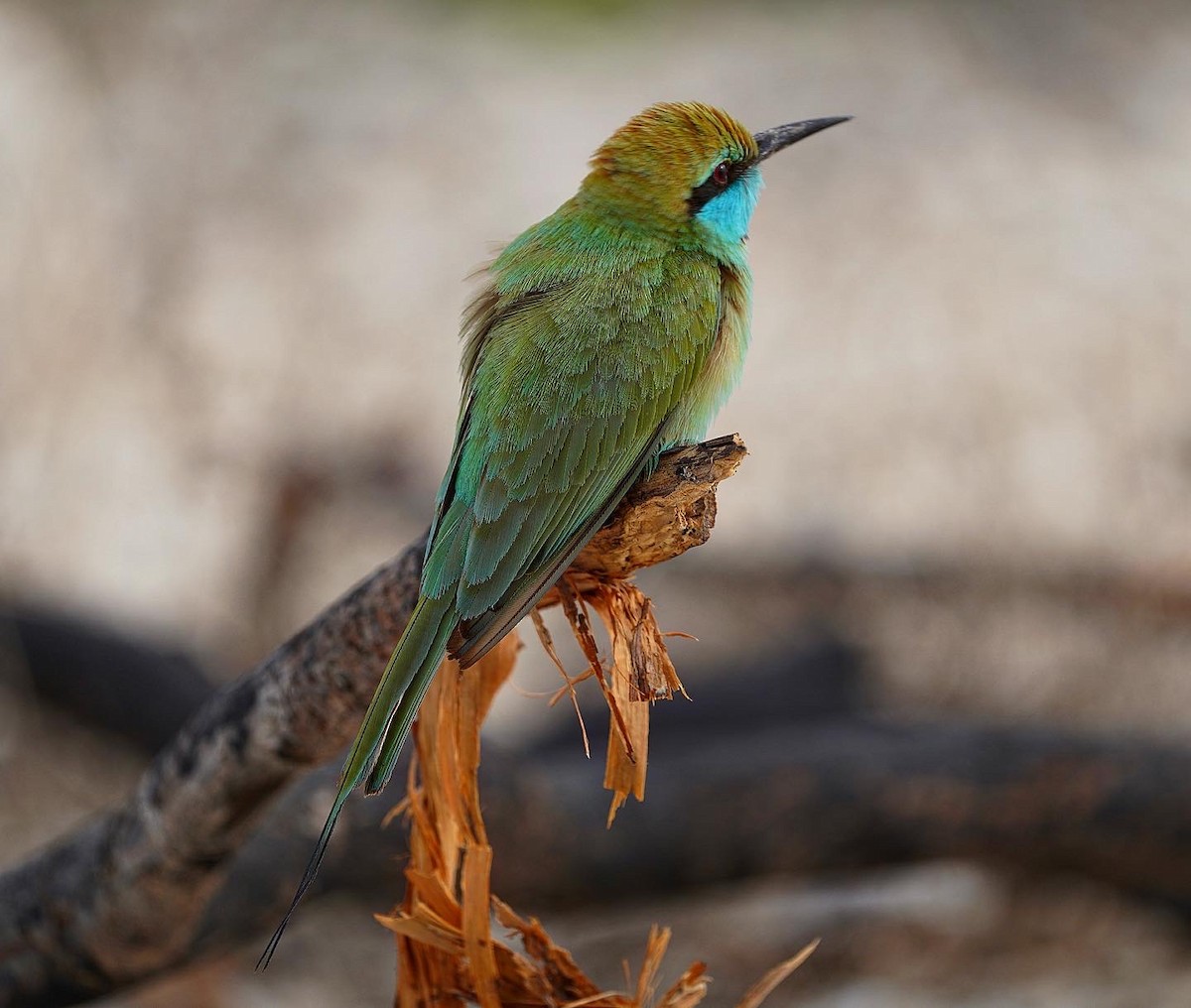 Asian Green Bee-eater - ML428741821