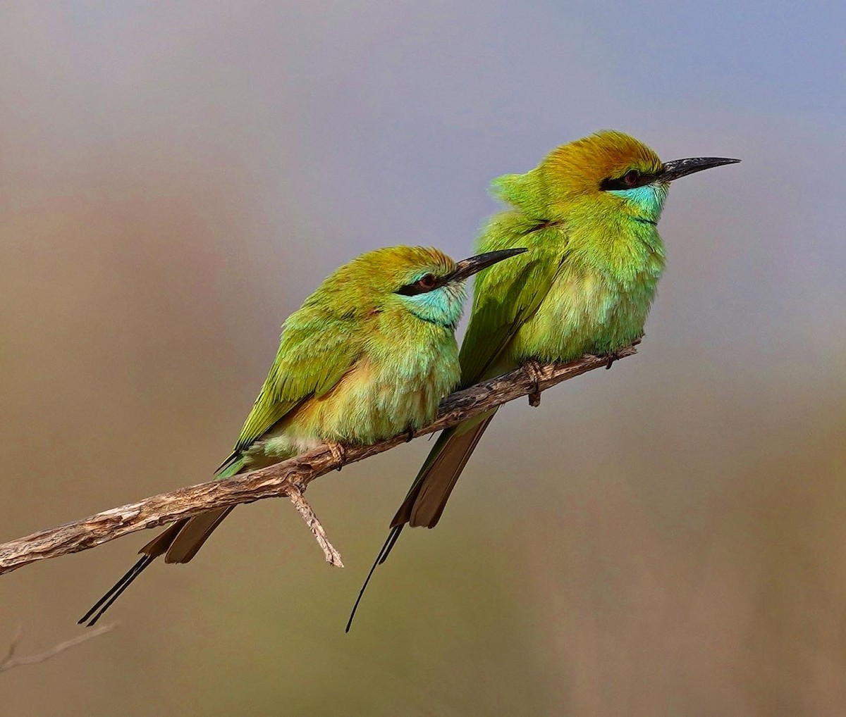 Asian Green Bee-eater - Amir Modiri