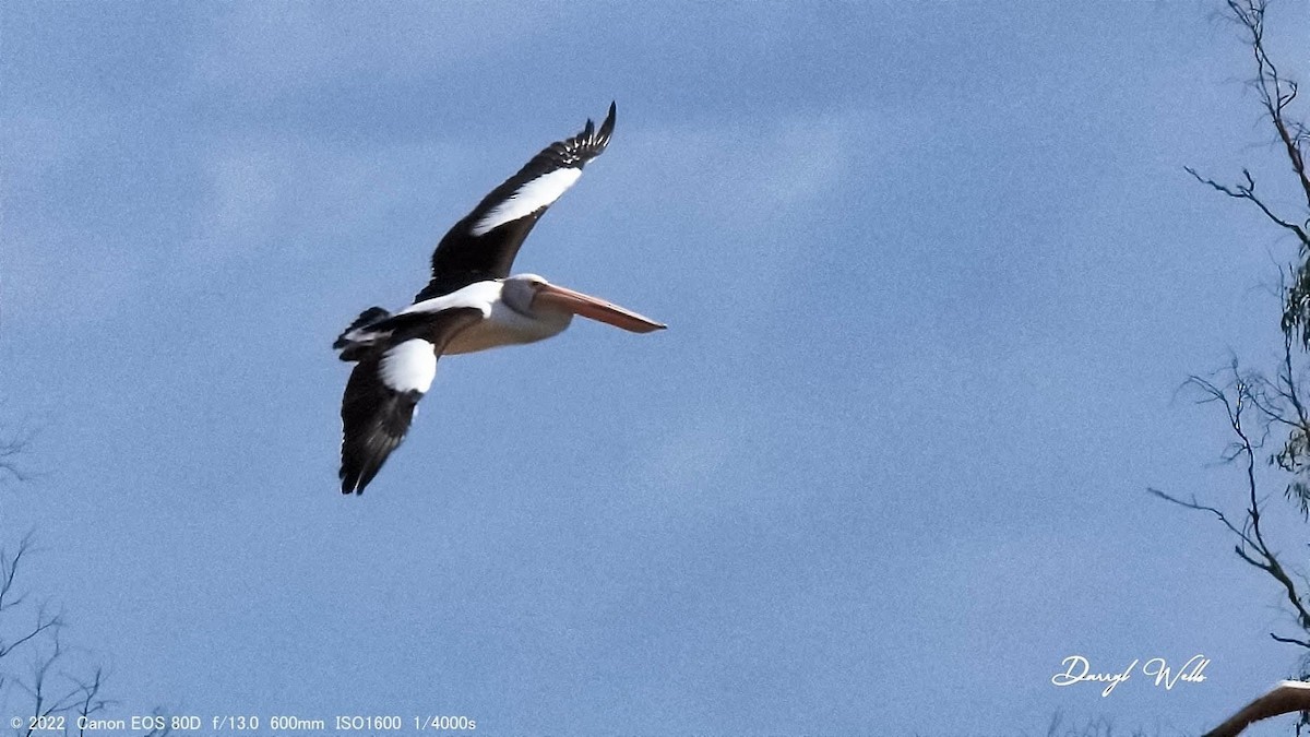 Australian Pelican - ML428743681