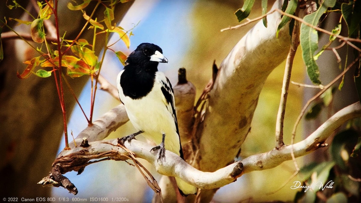 Pied Butcherbird - ML428743751