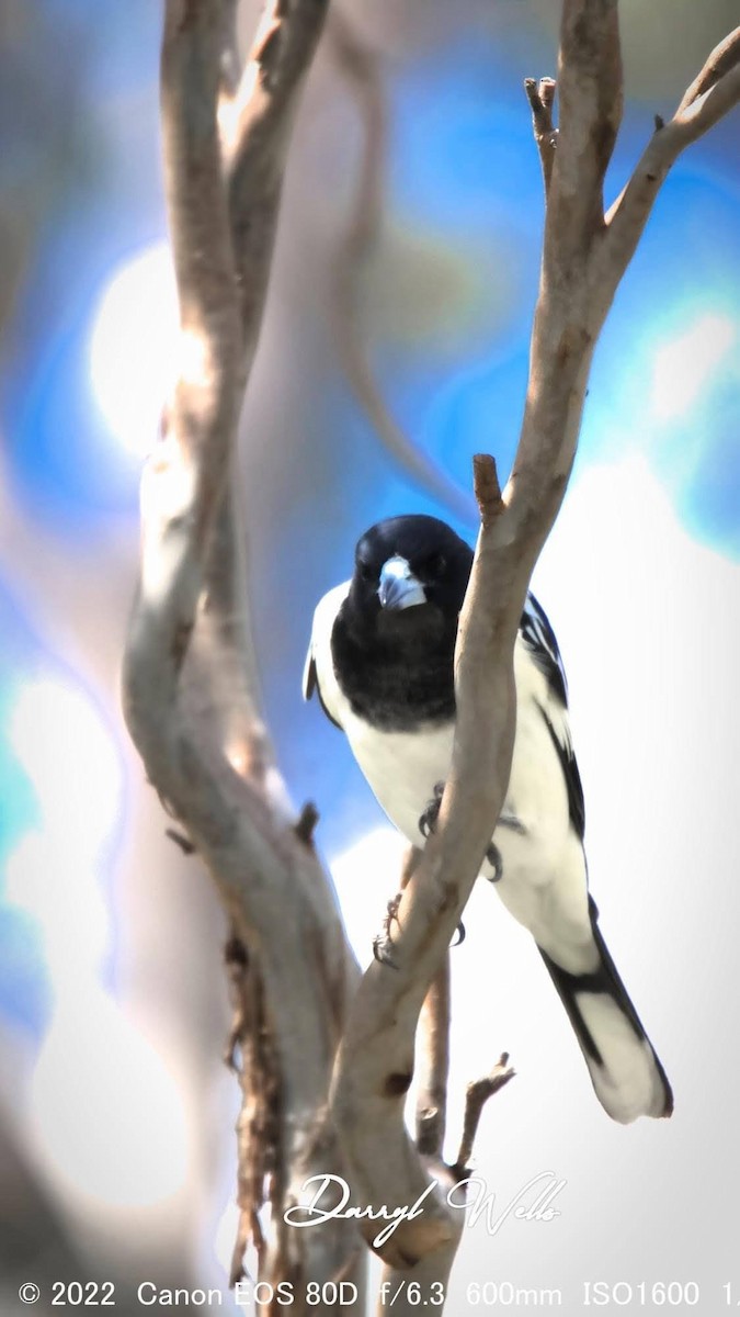 Pied Butcherbird - ML428745621