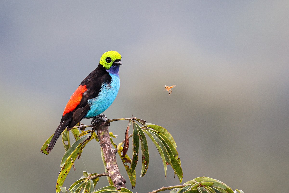 Paradise Tanager - ML428745791
