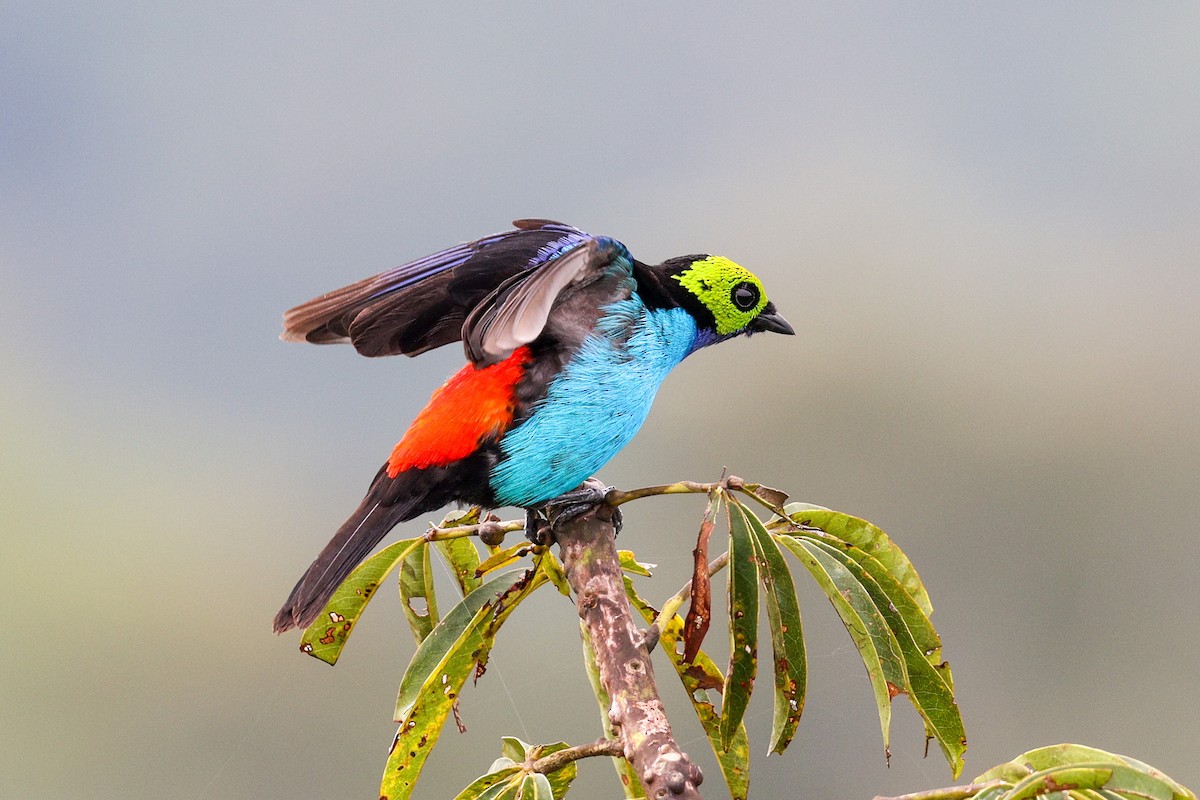 Paradise Tanager - Gretchen Locy