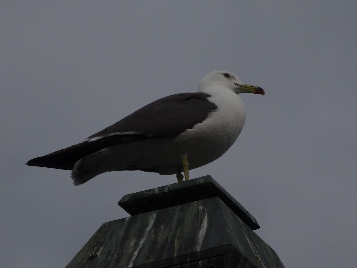 Black-tailed Gull - ML428746241