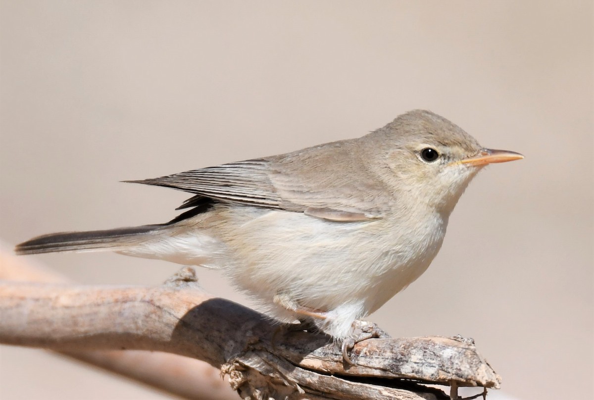 Eastern Olivaceous Warbler - ML428747191