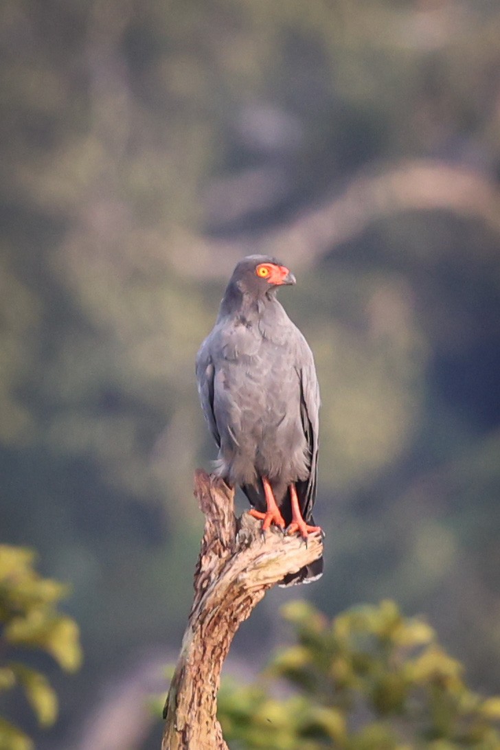 Slender-billed Kite - ML428747731