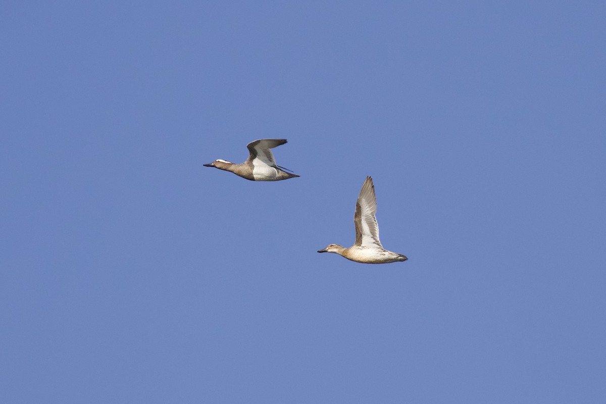 Garganey - ML428748451