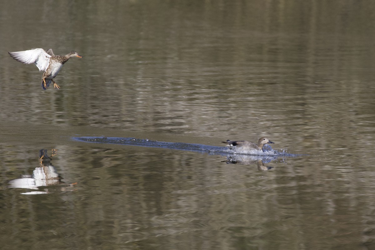 Gadwall - ML428748461