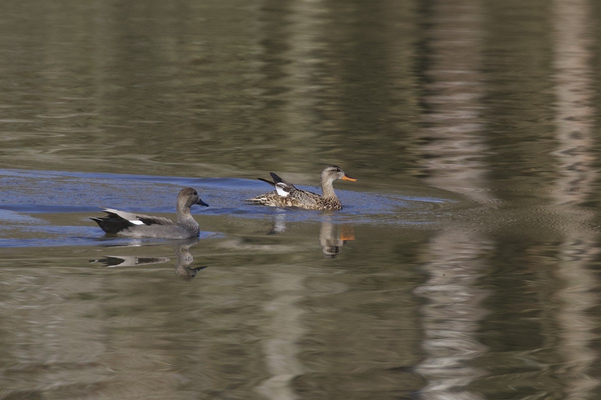 Gadwall - Thomas Doebel