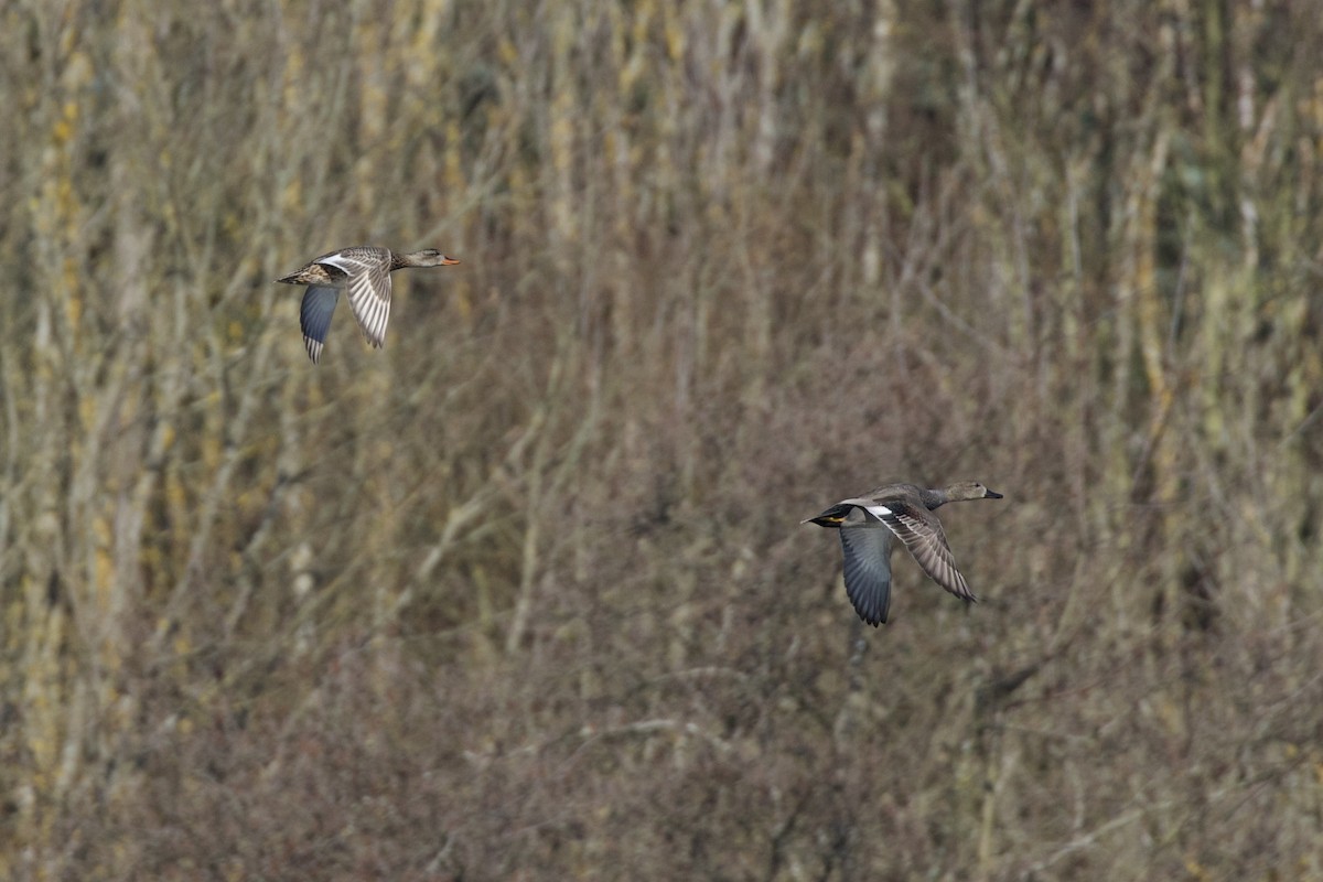 Gadwall - ML428748481