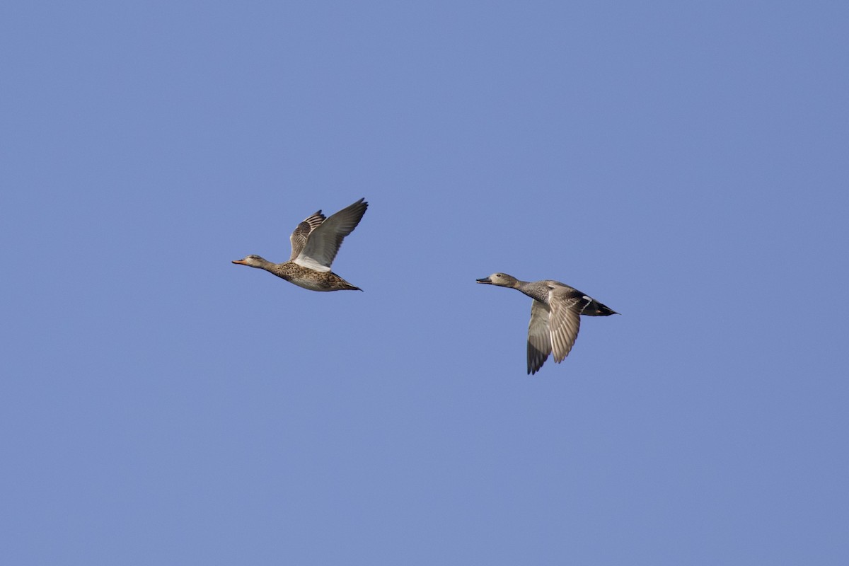 Gadwall - ML428748491