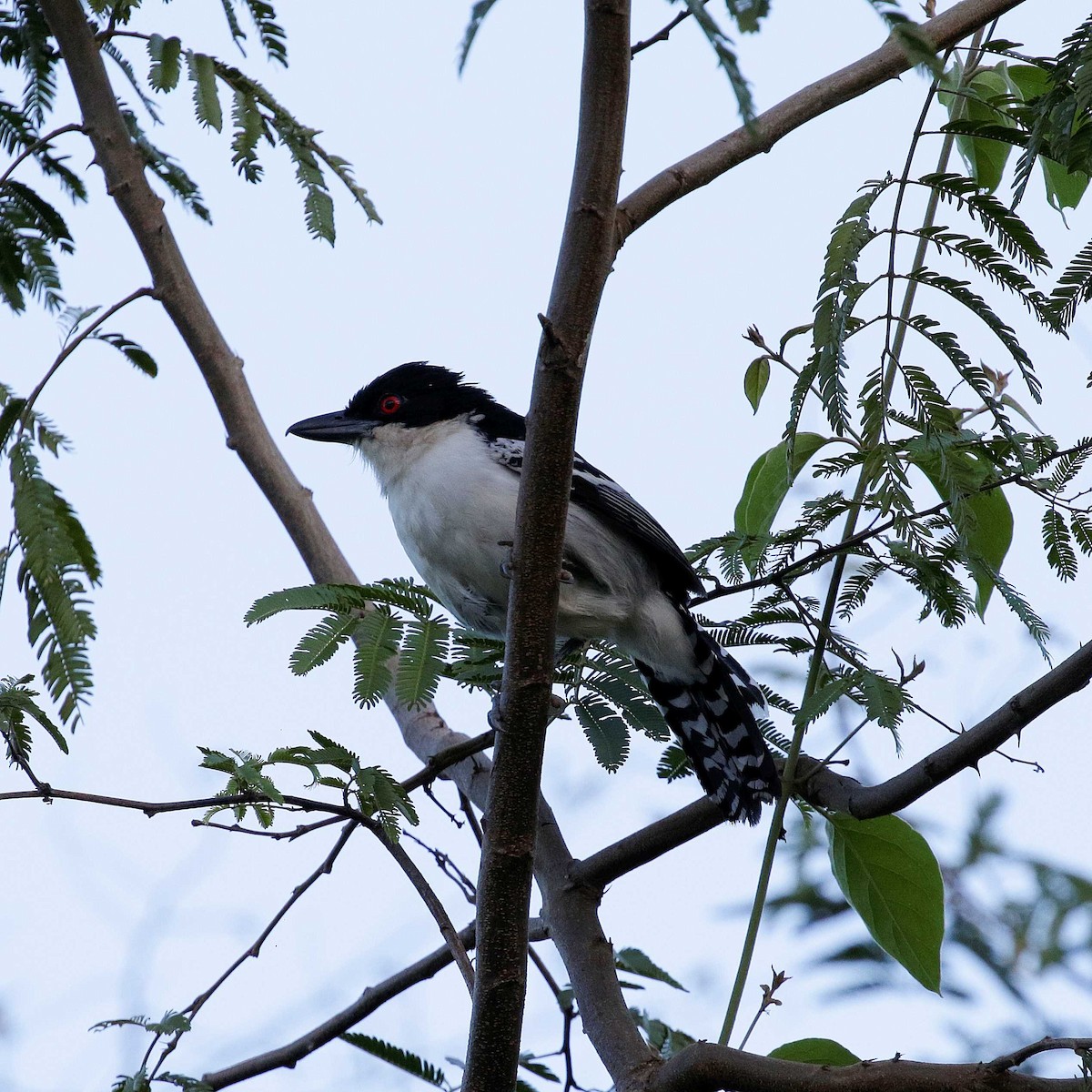 Great Antshrike - ML428748541