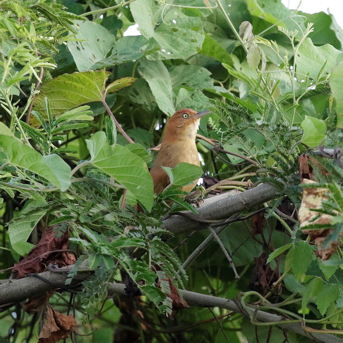 Chestnut-capped Foliage-gleaner - ML428748571