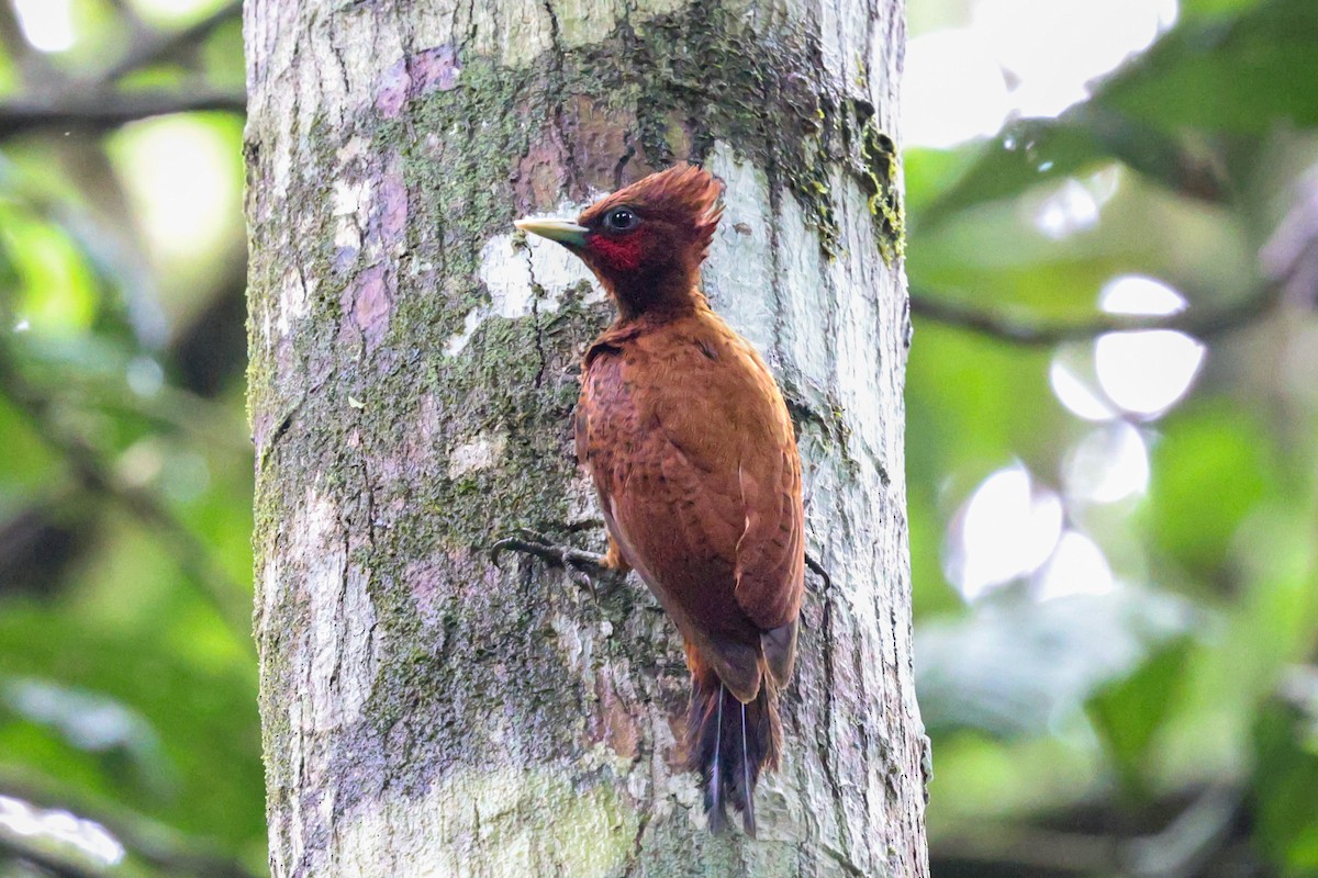 Waved Woodpecker (Scale-breasted) - ML428748651