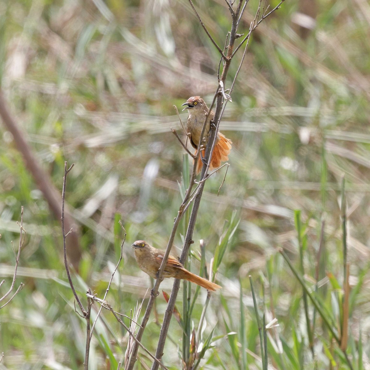 Rostflügel-Bündelnister - ML428748791