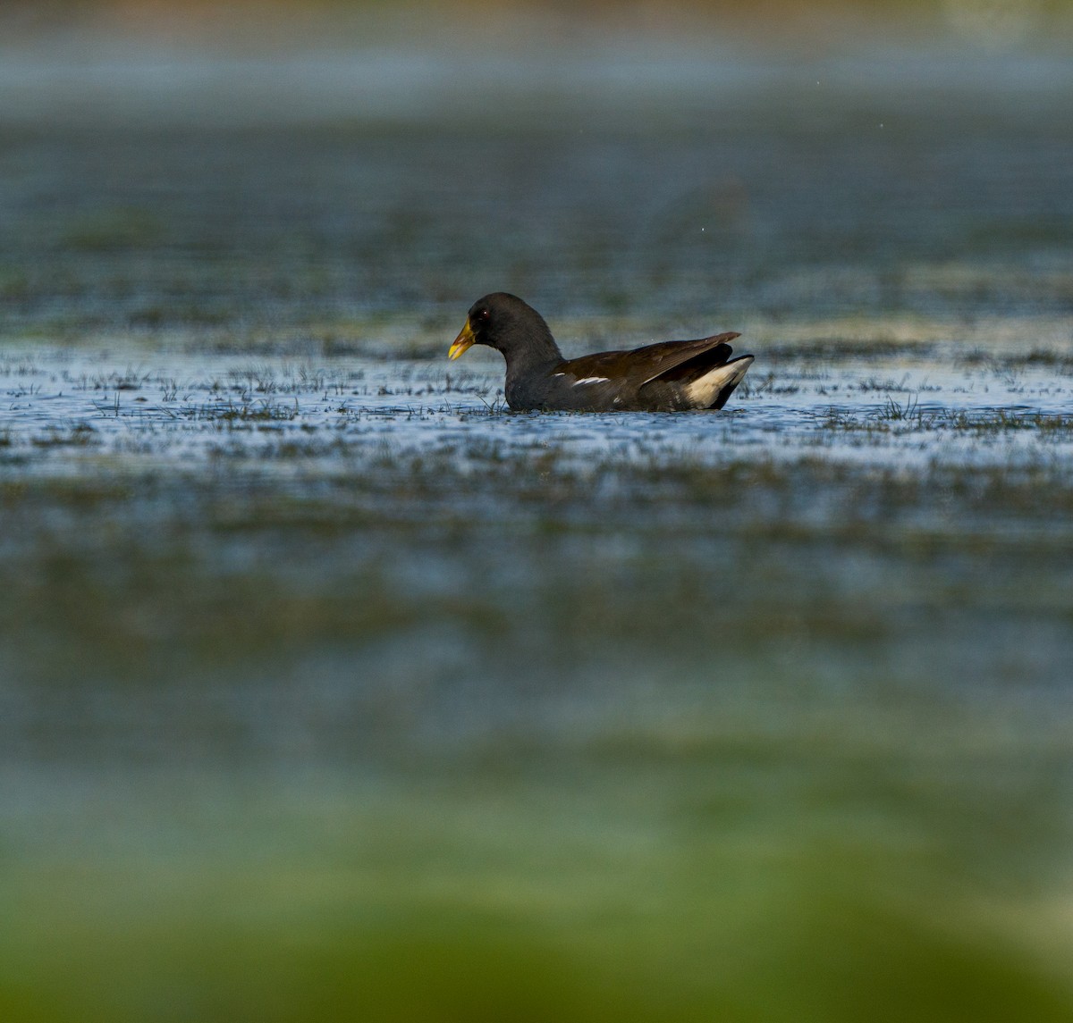 slípka zelenonohá - ML428749461