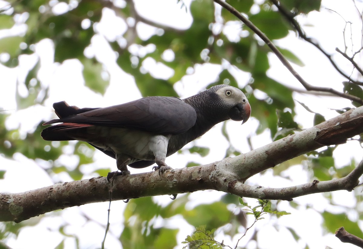 Timneh Parrot - ML428750231