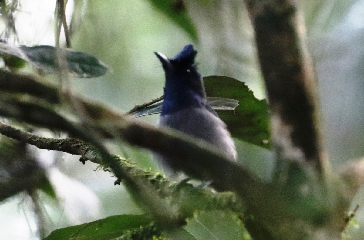 Blue-headed Crested Flycatcher - ML428750321