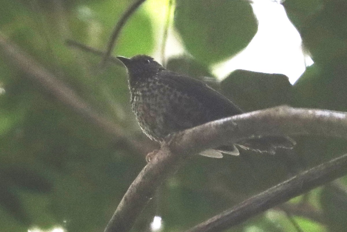 Red-fronted Antpecker - ML428751121