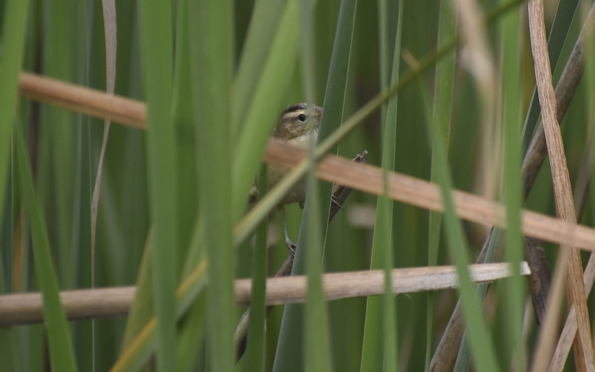 Black-browed Reed Warbler - ML428752001