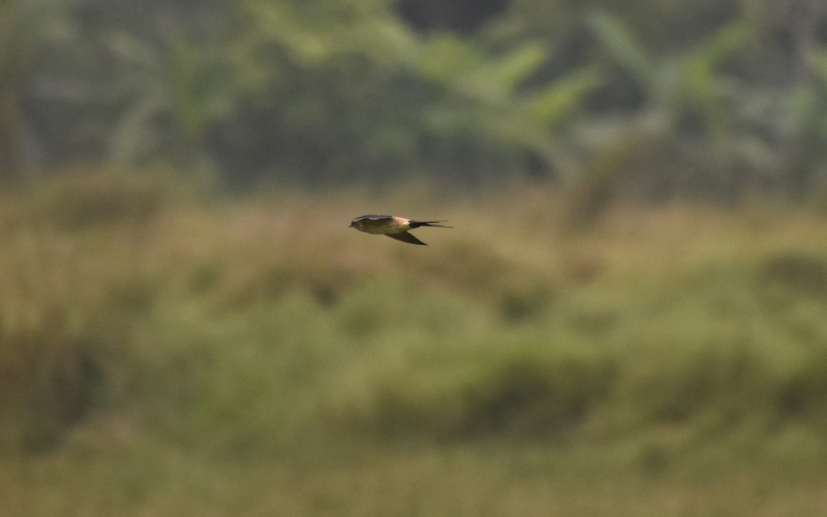 Red-rumped Swallow - ML428752021