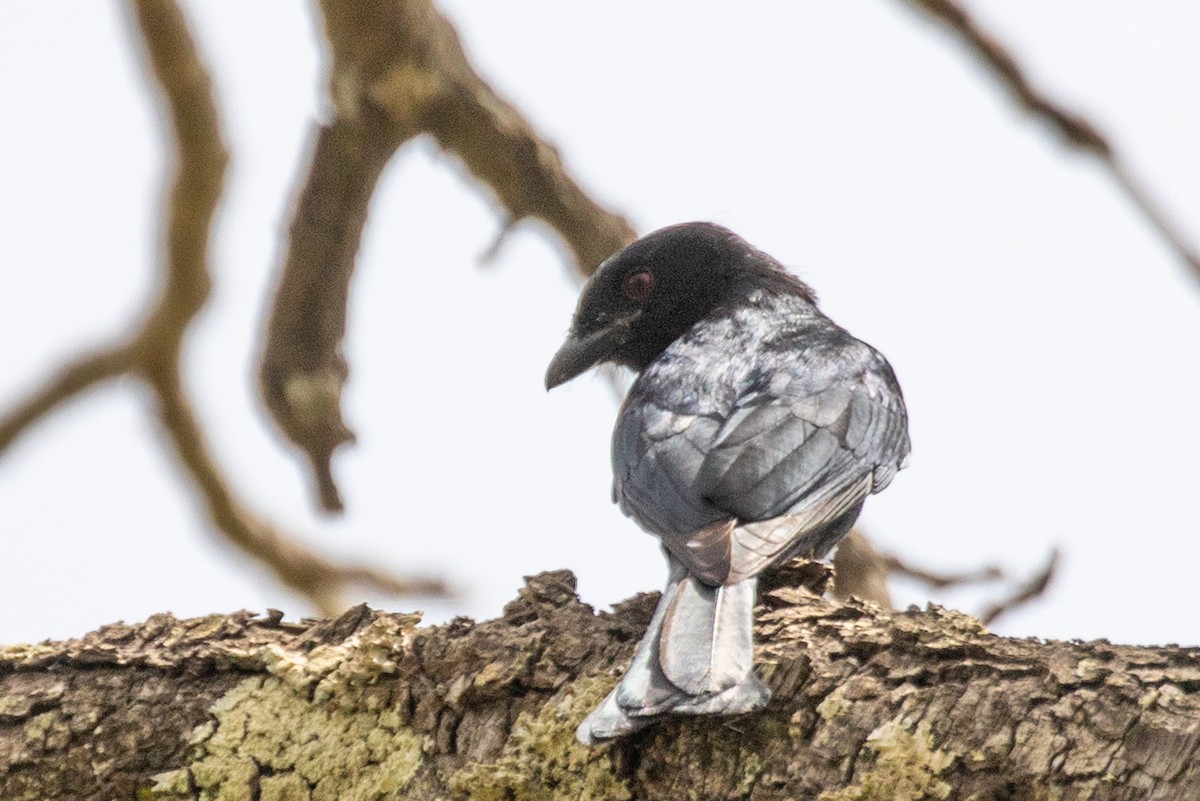 Sharpedrongo (Nigerdrongo) - ML428752701