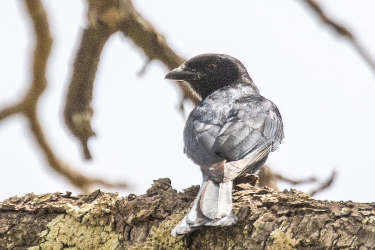 Sharpe's Drongo (Western) - ML428752711