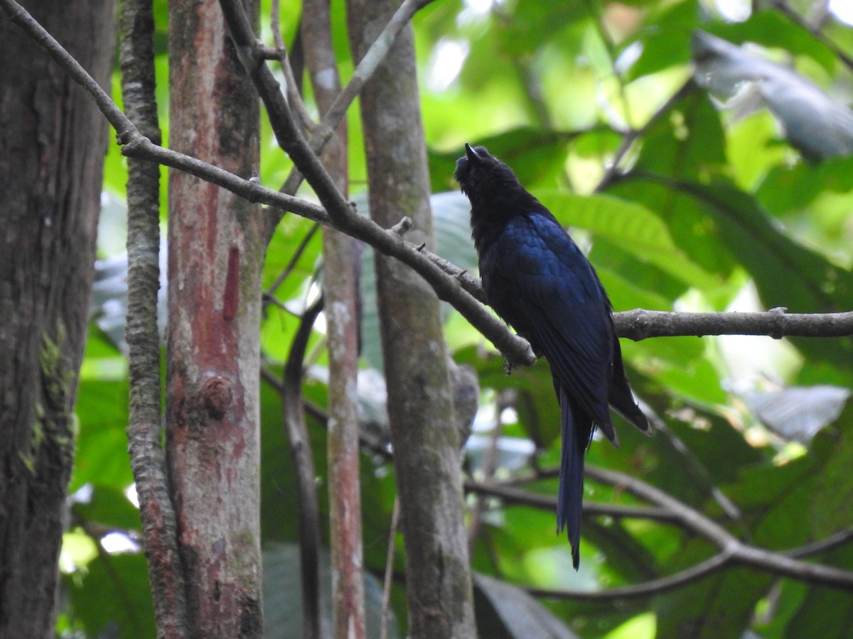 Square-tailed Drongo-Cuckoo - ML428753221