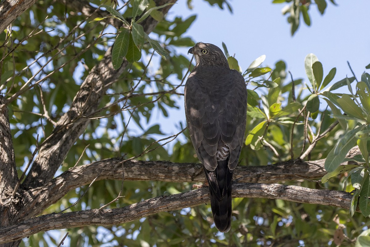 Dark Chanting-Goshawk - Niall D Perrins