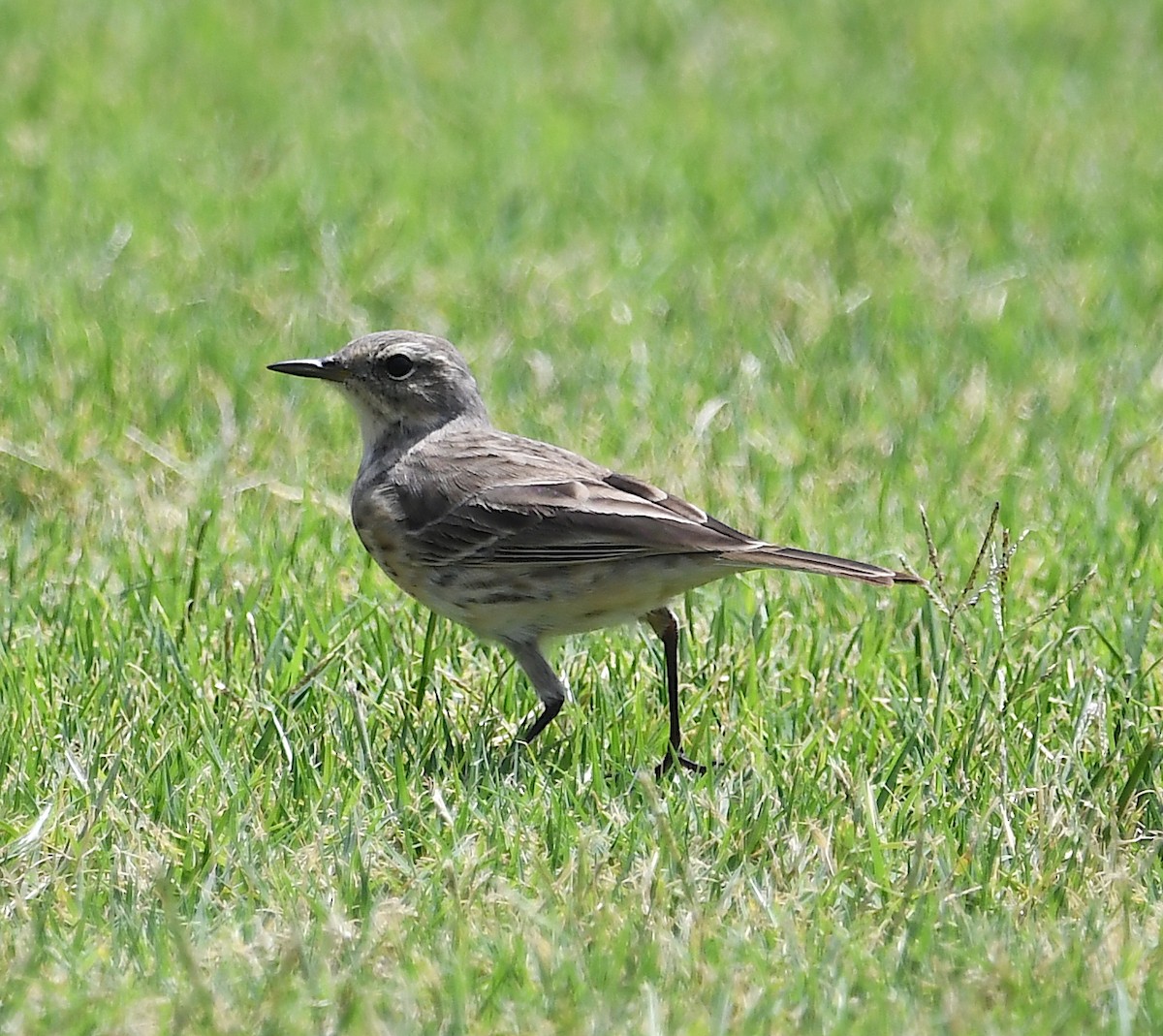 Water Pipit - ML428753601