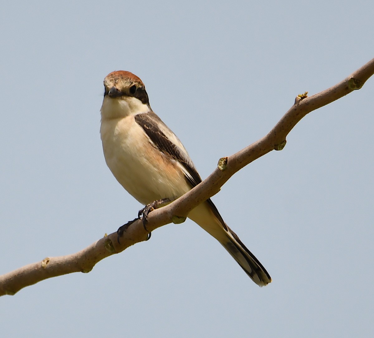 Woodchat Shrike - ML428753651