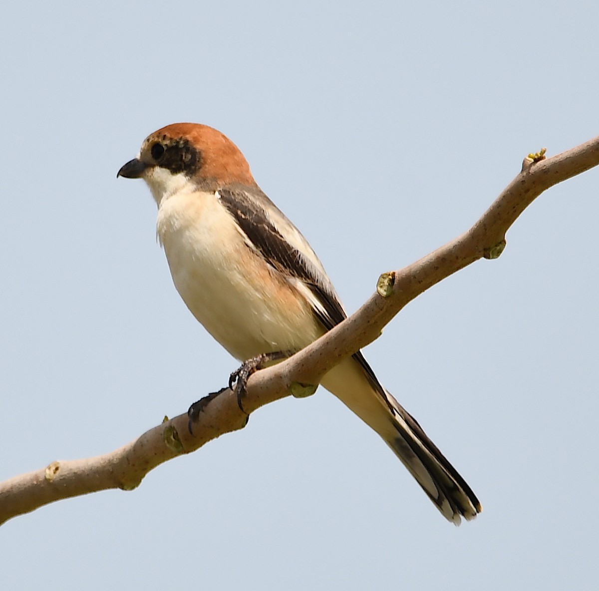 Woodchat Shrike - Василий Калиниченко