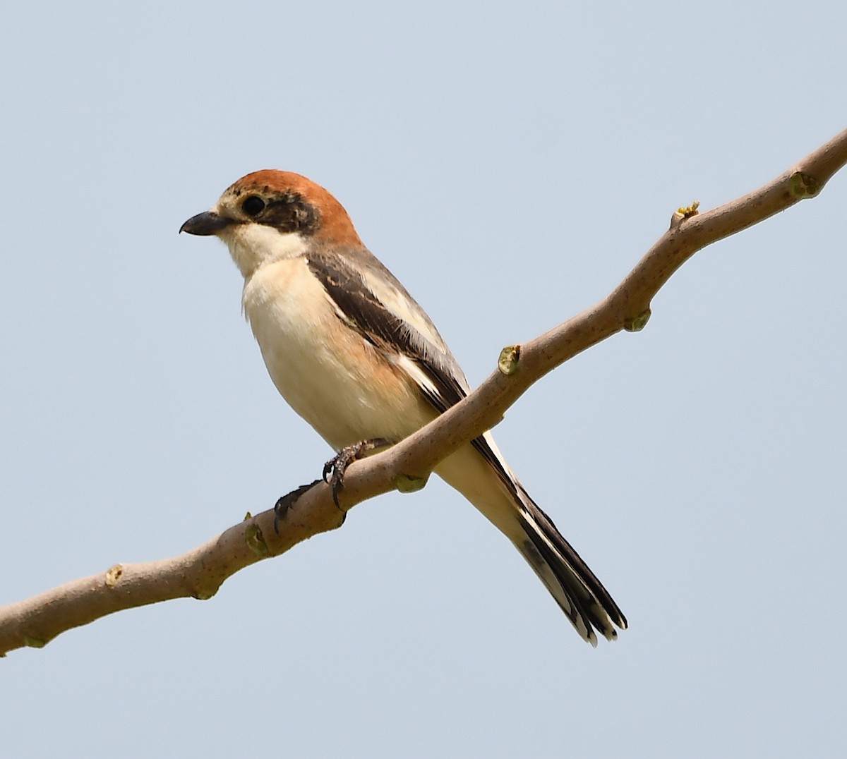 Woodchat Shrike - Василий Калиниченко