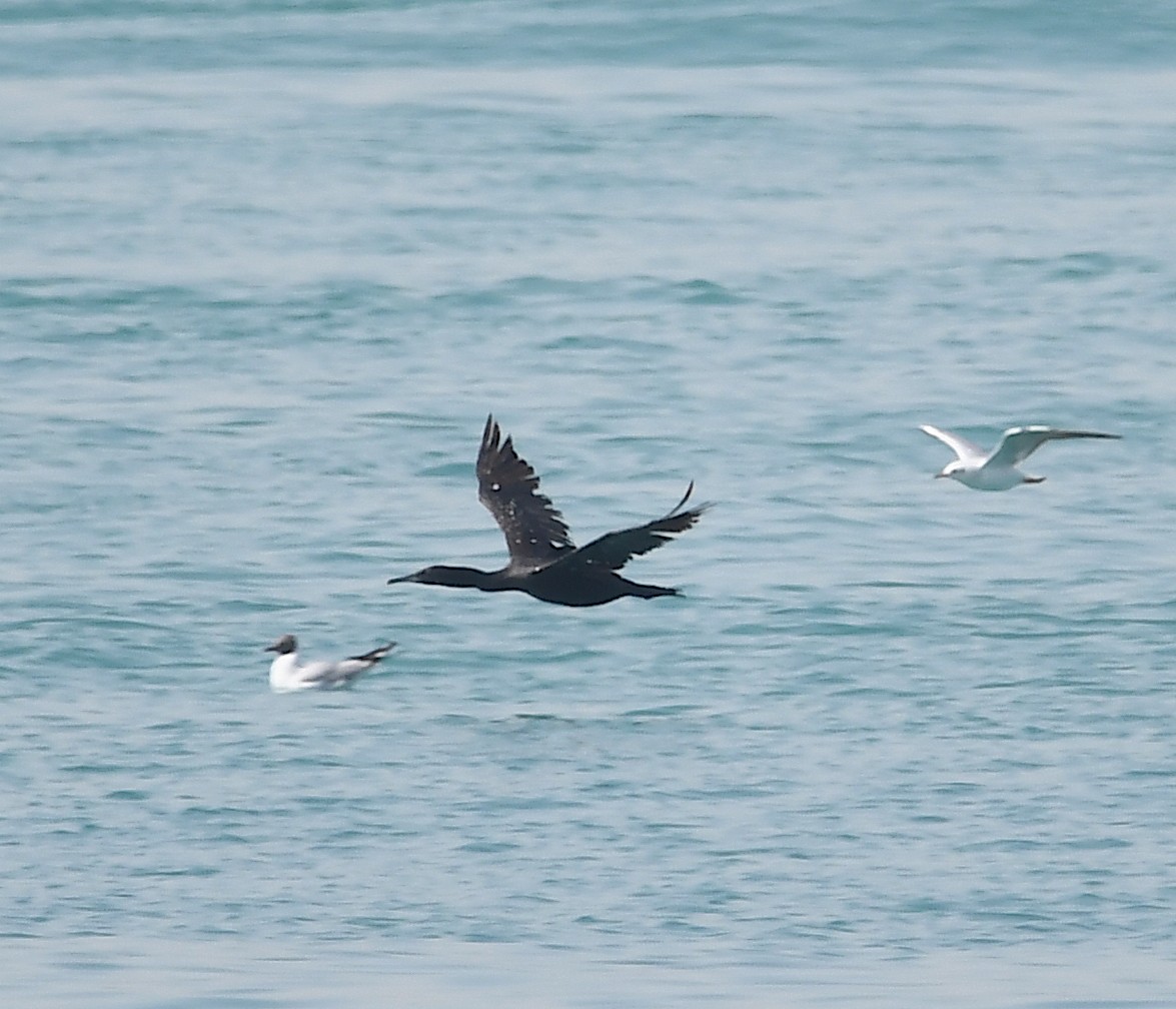 Socotra Cormorant - ML428753791