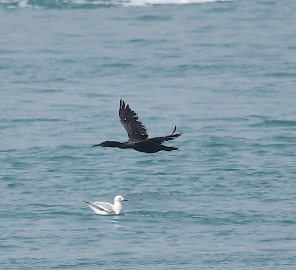 Socotra Cormorant - ML428753821