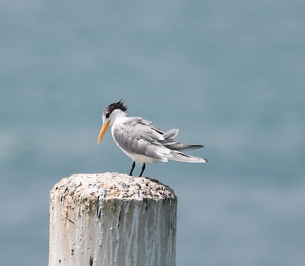 Lesser Crested Tern - ML428754091