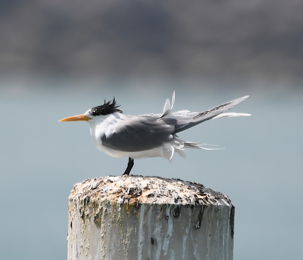 Lesser Crested Tern - Василий Калиниченко