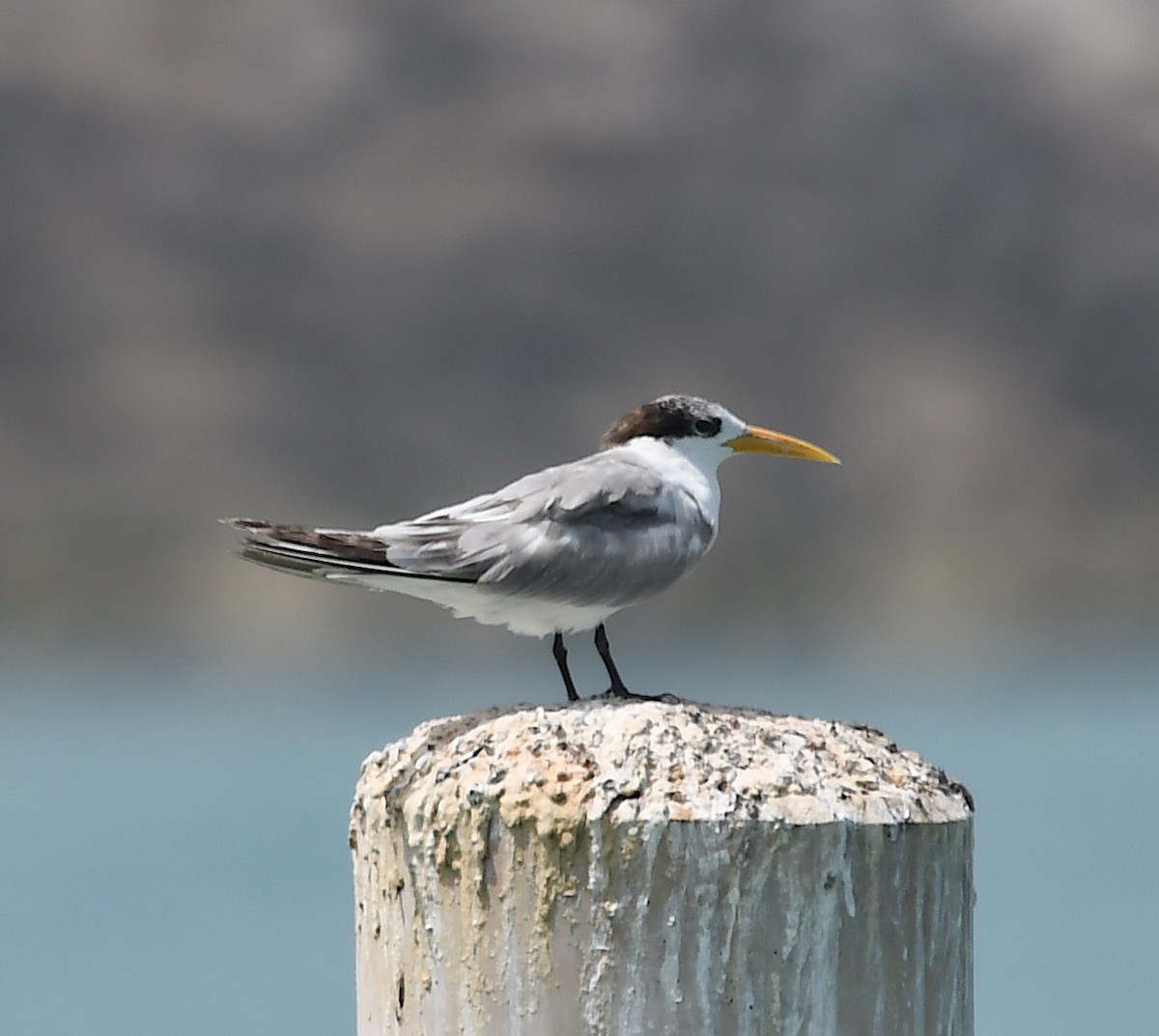 Lesser Crested Tern - ML428754131