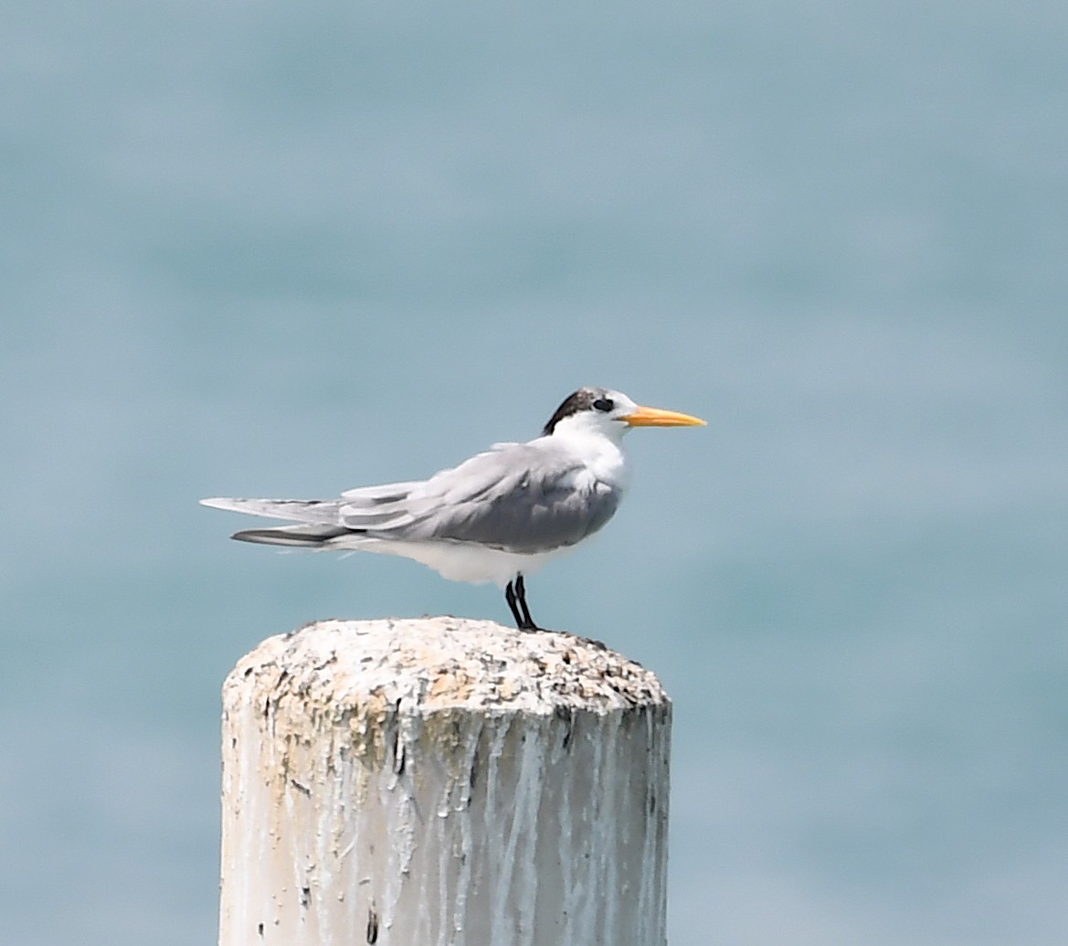 Lesser Crested Tern - ML428754141