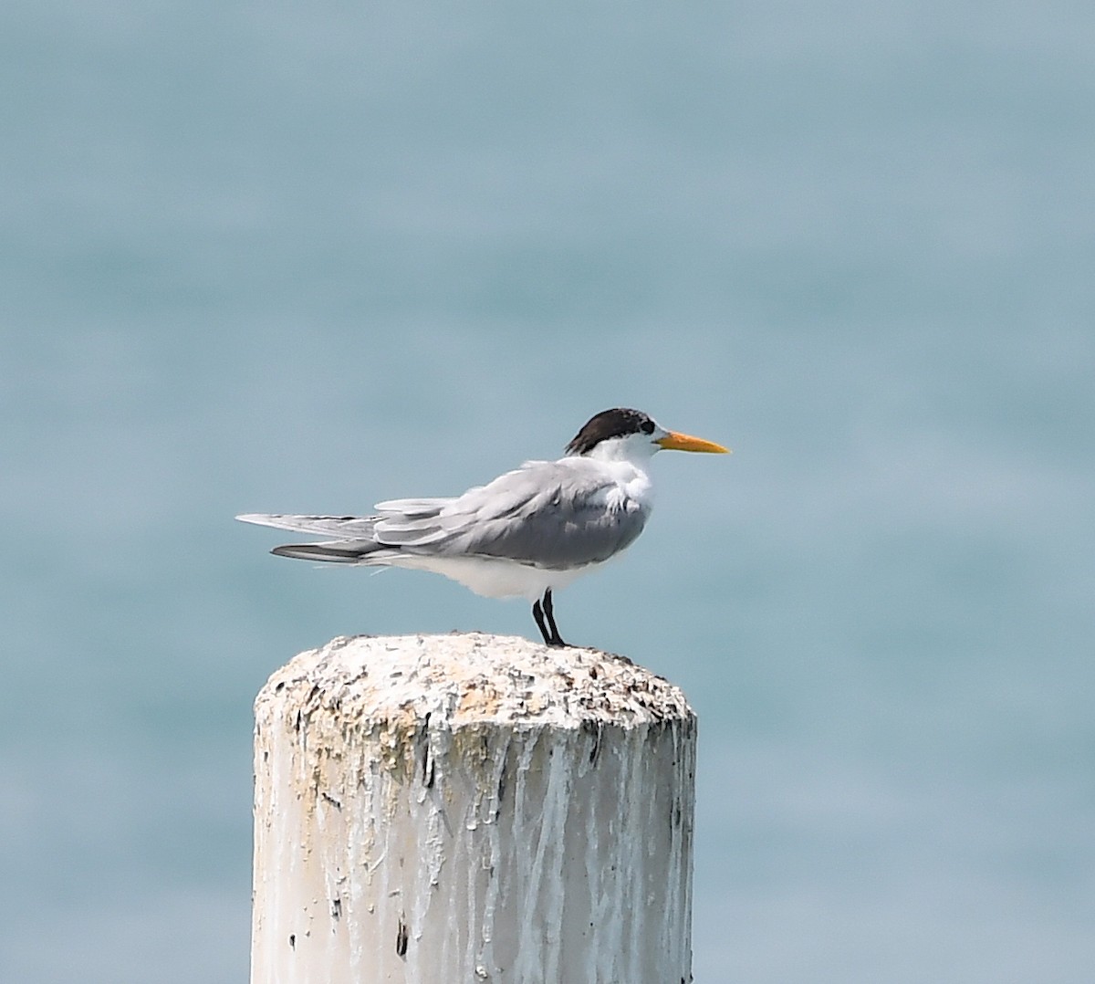 Lesser Crested Tern - ML428754161