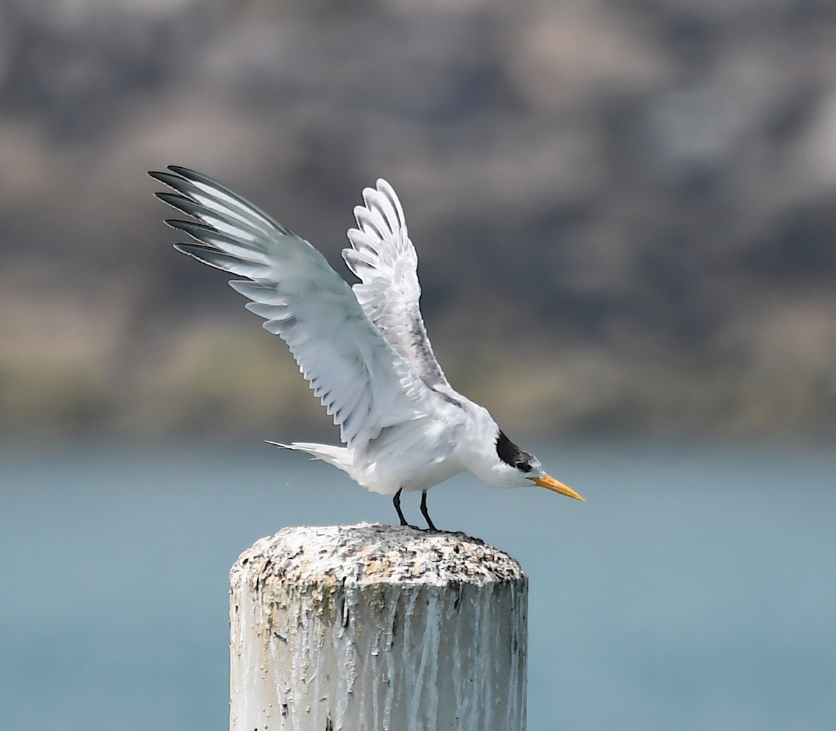 Lesser Crested Tern - ML428754171