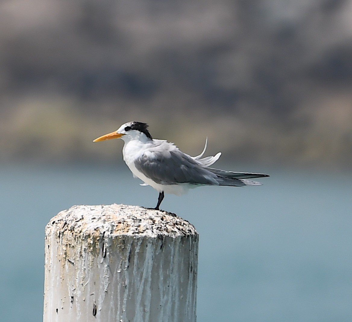 Lesser Crested Tern - ML428754191